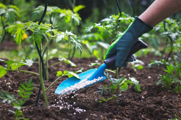 applying-fertilizer-blue-trowel-fertilizing-tomato-plant-shutterstock-com_15275